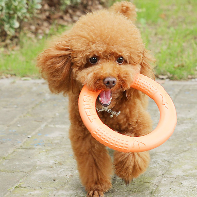 Laranja voando disco formação  - Suction Cup Dog Tug Toy avaliação e preço