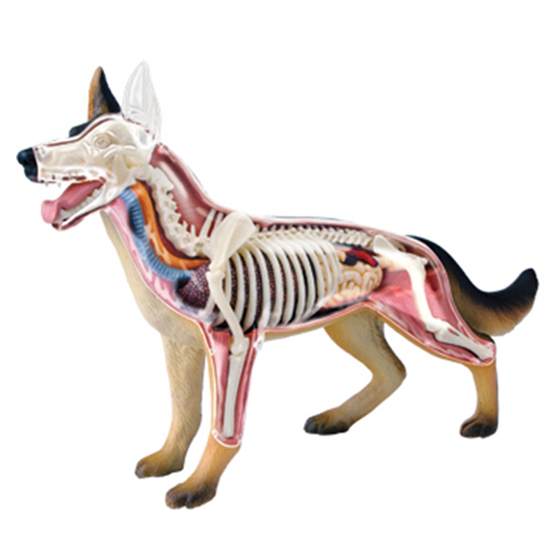 Modelo de Anatomia de Órgãos A - Dog Toys avaliação e preço